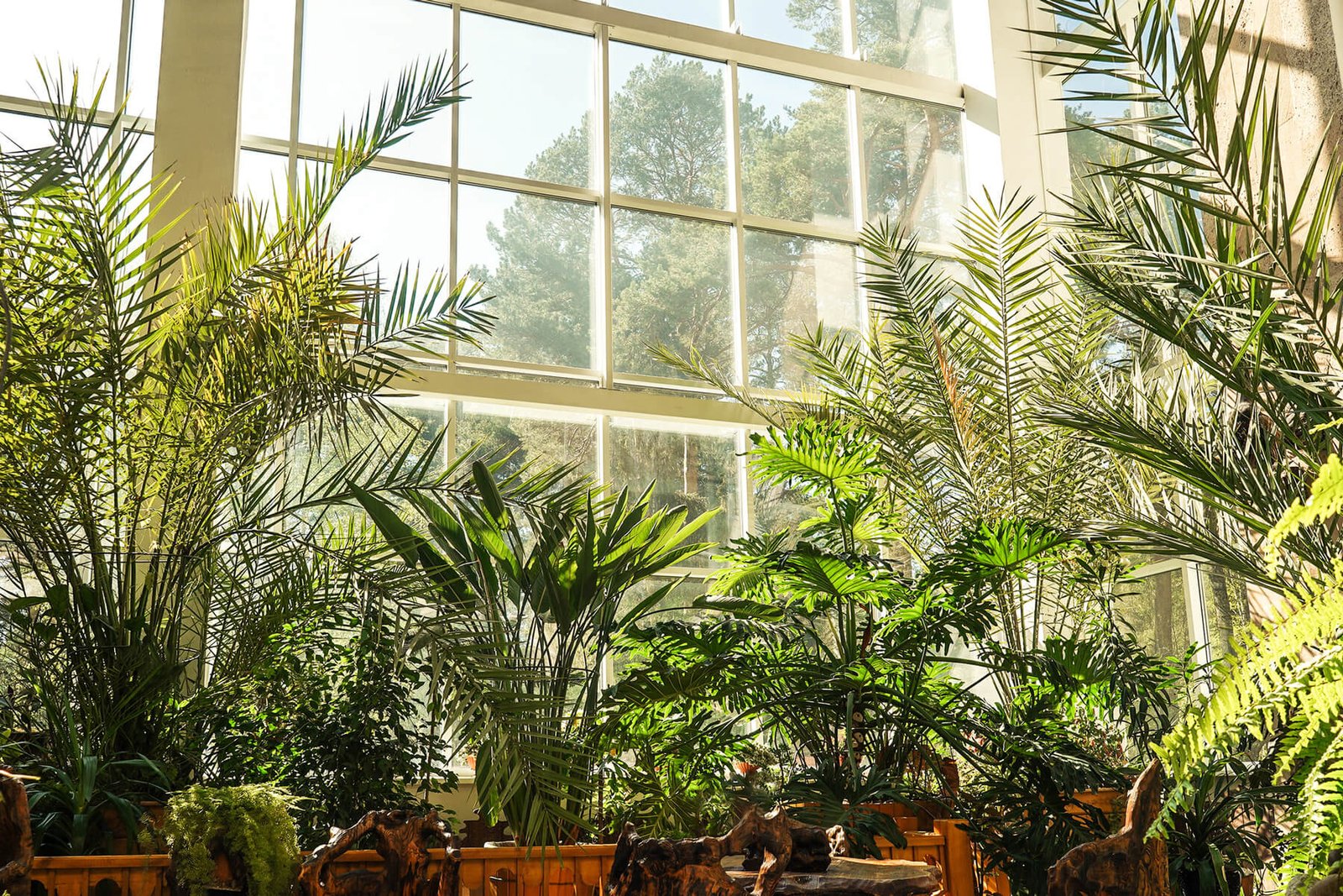 green plants in botanical garden indoor window 2023 11 27 05 22 45 utc.jpg